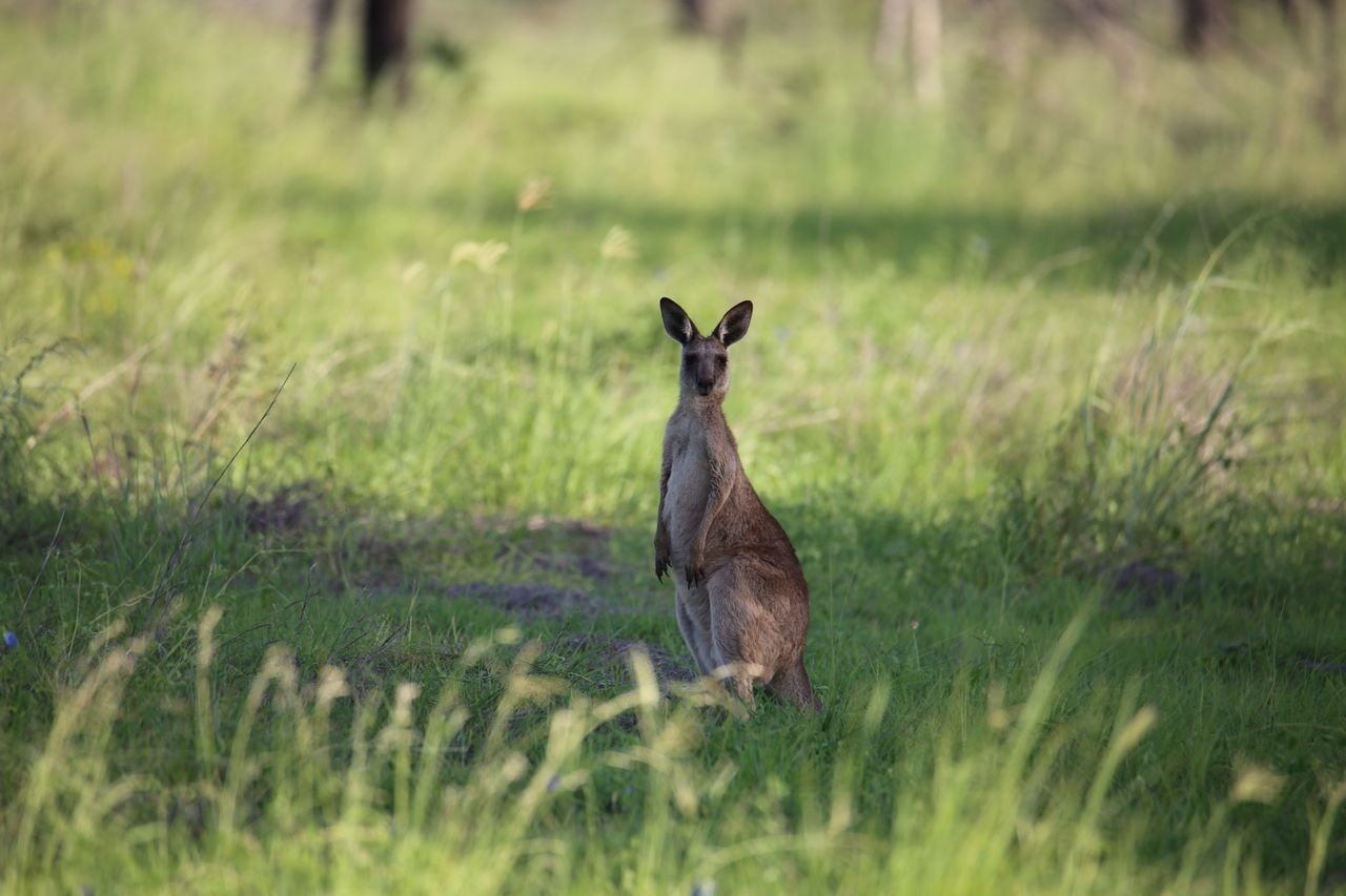 ‘Joey’ the kangaroo captured in Montreal after being loose for days