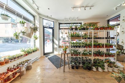Alma Plantes