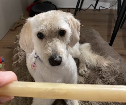 Cage-Free Dog Grooming in Old Montréal – Maison Fluff