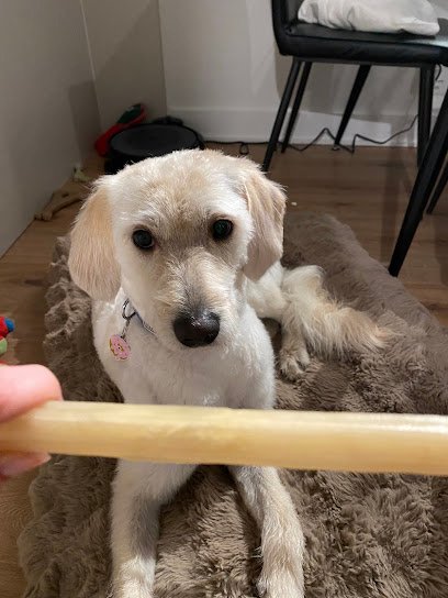 Cage-Free Dog Grooming in Old Montréal – Maison Fluff