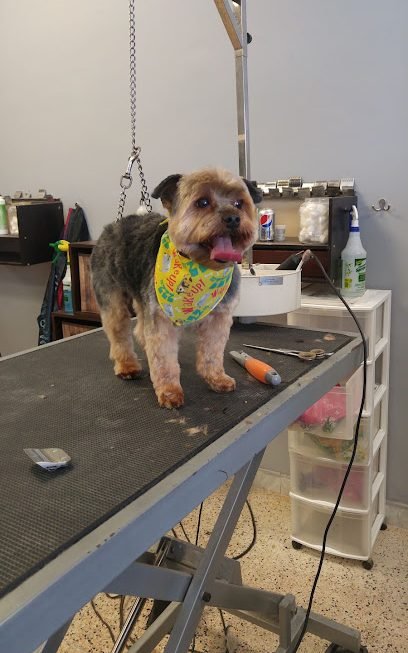 Canine Beauty Salon