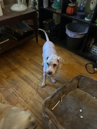 Chico