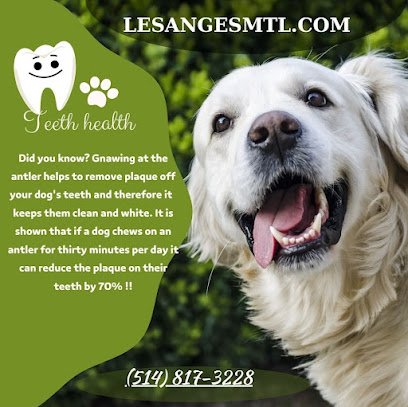 Les Anges Gardiennes Pet Care