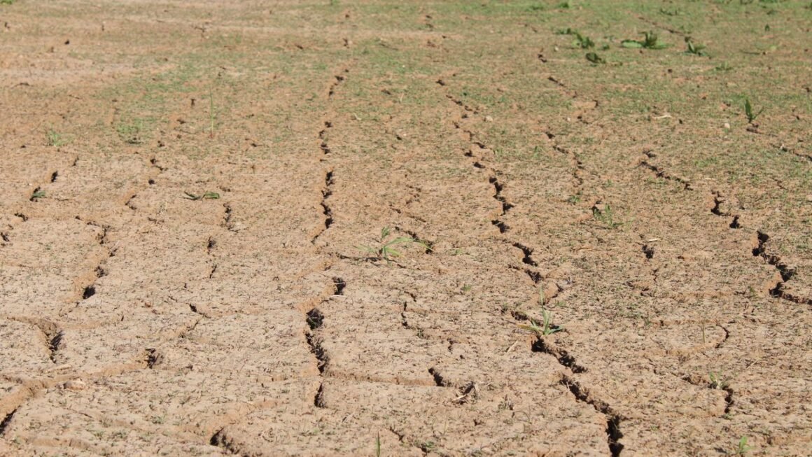 alberta's agriculture droughts