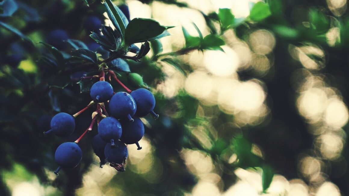 berries